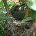 Brown-eared Bulbul Brown-eared Bulbul